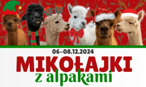 Read more about the article Mikołajki z alpakami 2024
